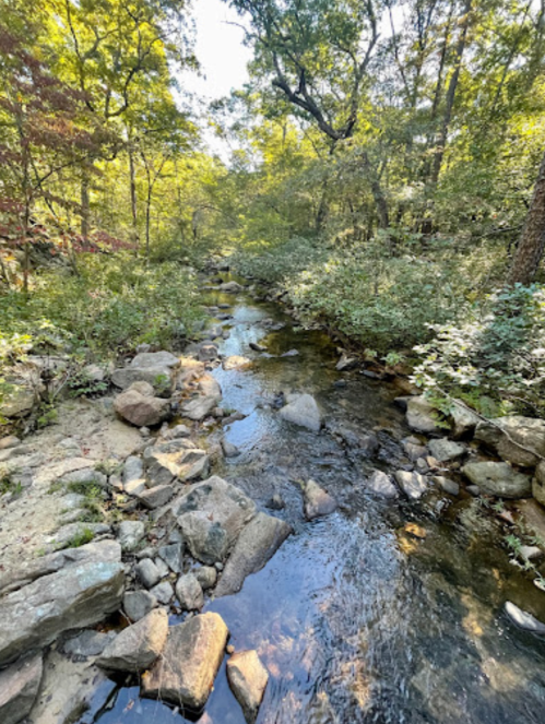 A serene stream flows through a lush, green forest, surrounded by rocks and trees under a clear blue sky.